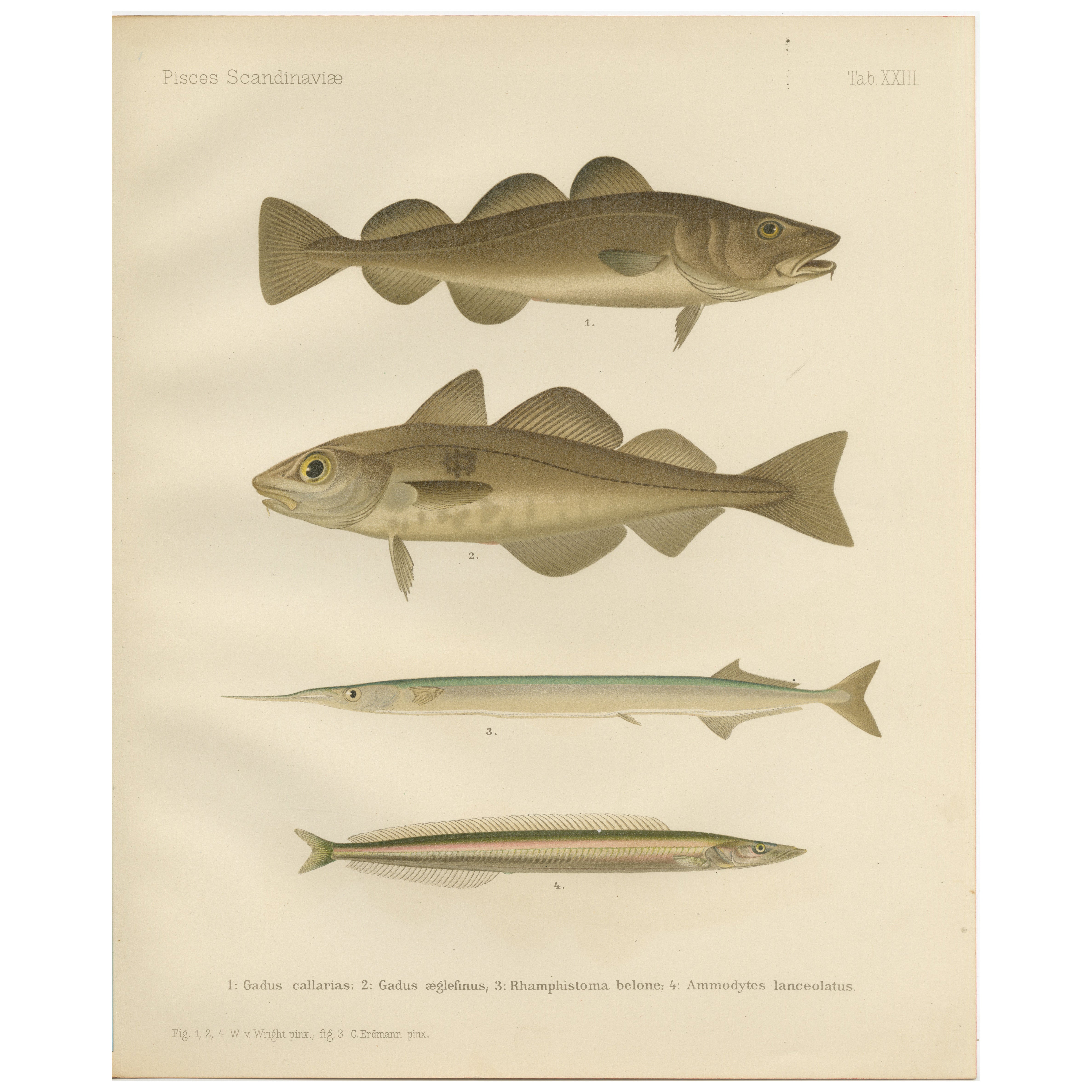 Atlantic Cod, Haddock, Garfish and Sand Eel - Scandinavian Fish Lithograph, 1895