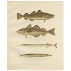 Bacalao del Atlántico, Eglefino, Garfio y Anguila - Litografía de peces escandinavos, 1895