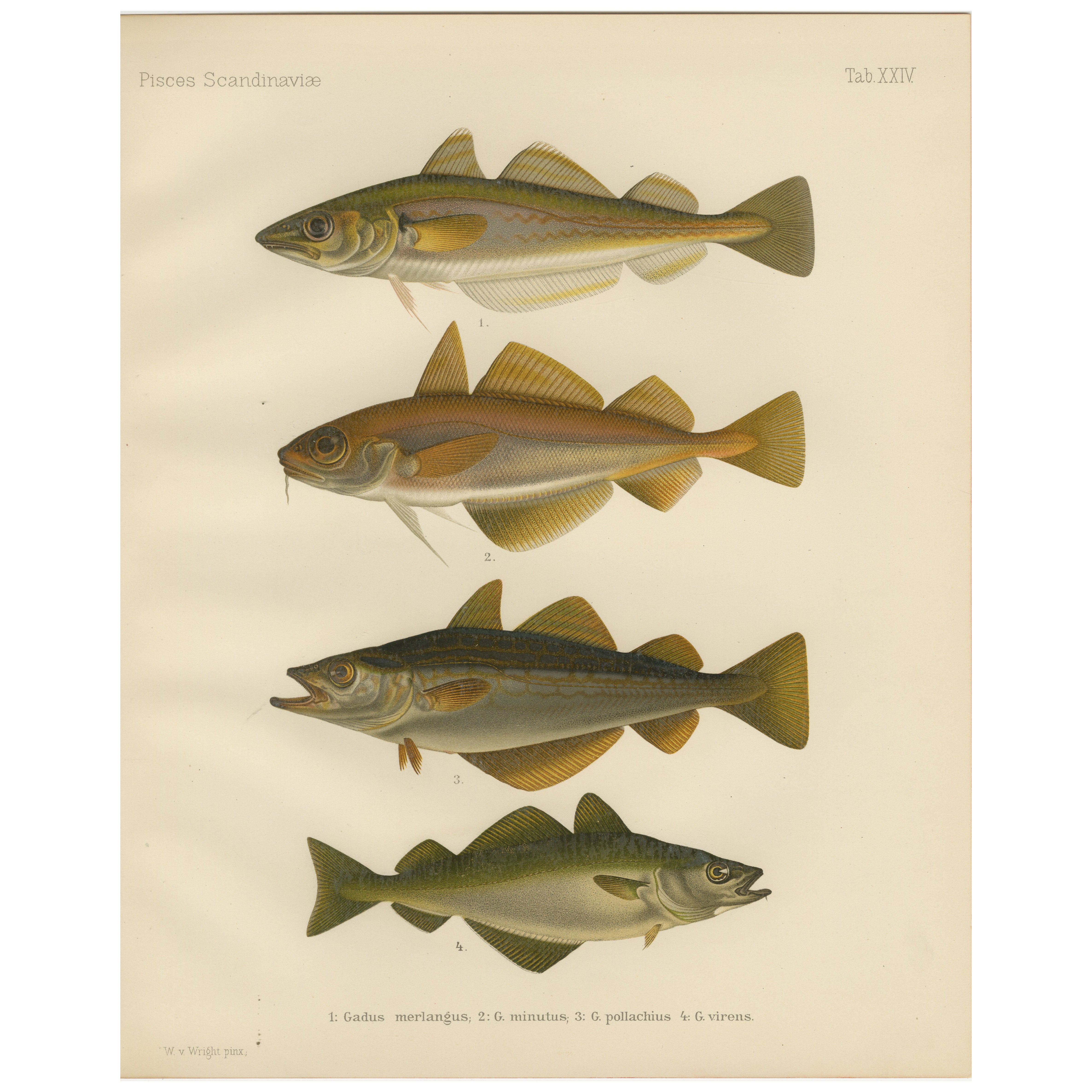 Whiting, Poor Cod, Pollack and Saithe - Captivating Fish Litho, 1895
