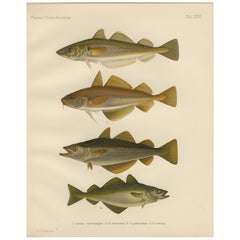 Merlán, Bacalao Pobre, Abadejo y Carbonero - Litografía de Pescado Cautivador, 1895