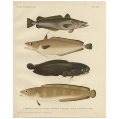 Merluza, Maruca Azul, Pez Renacuajo y Torsk - Fascinantes peces Litografía, 1895