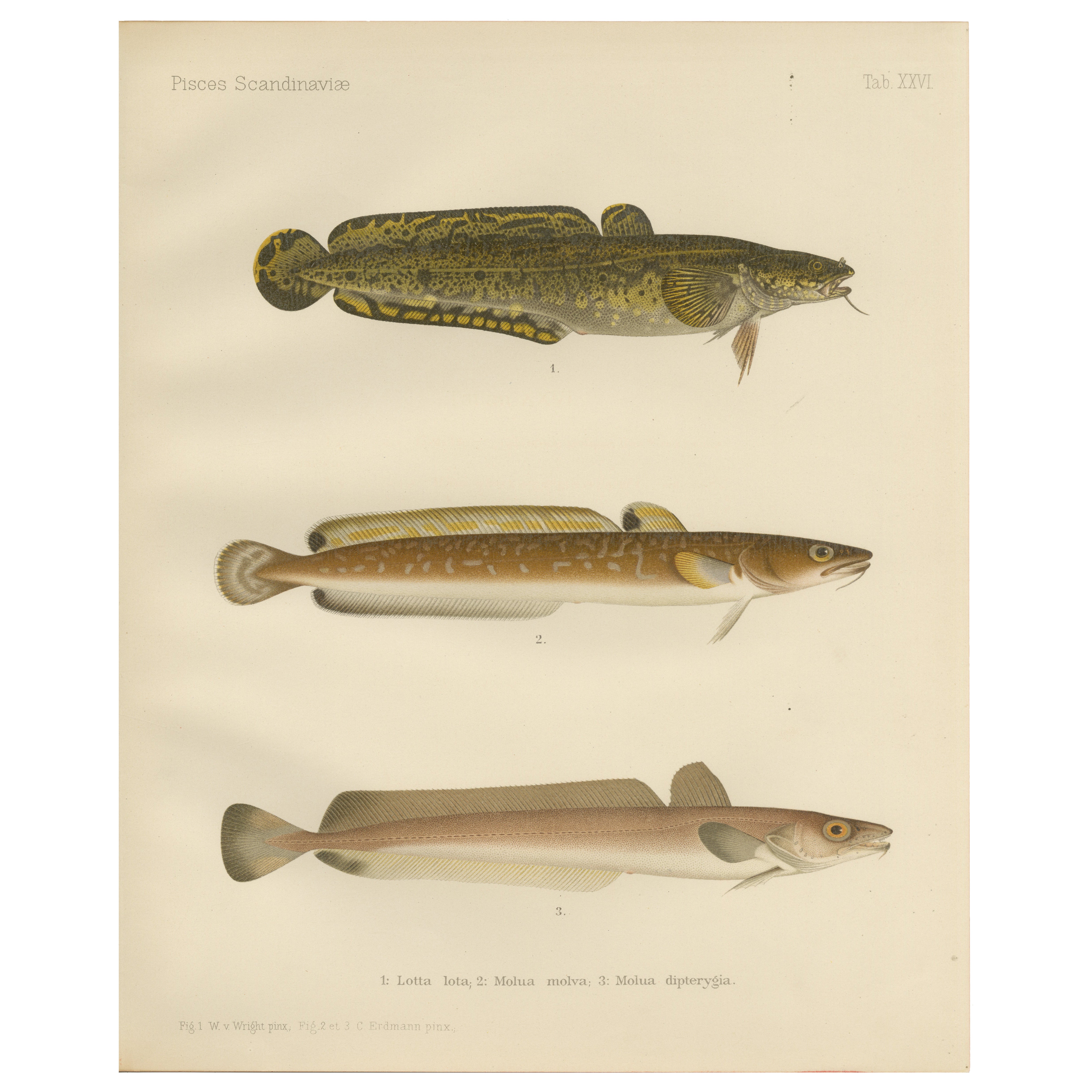 Burbot, Ling, and Blue Ling - Unique Scandinavian Eel-like Fish Lithograph, 1895