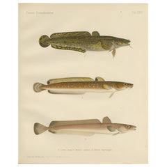 Burbot, Ling, and Blue Ling - Unique Scandinavian Eel-like Fish Lithograph, 1895