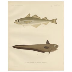 Bacalao y pez granadero de Esmark - Rara y llamativa litografía escandinava, 1895