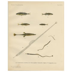 Sticklebacks and Pipefish – Anmutige und komplizierte skandinavische Fischlithographie mit Sticklebacks, 1895