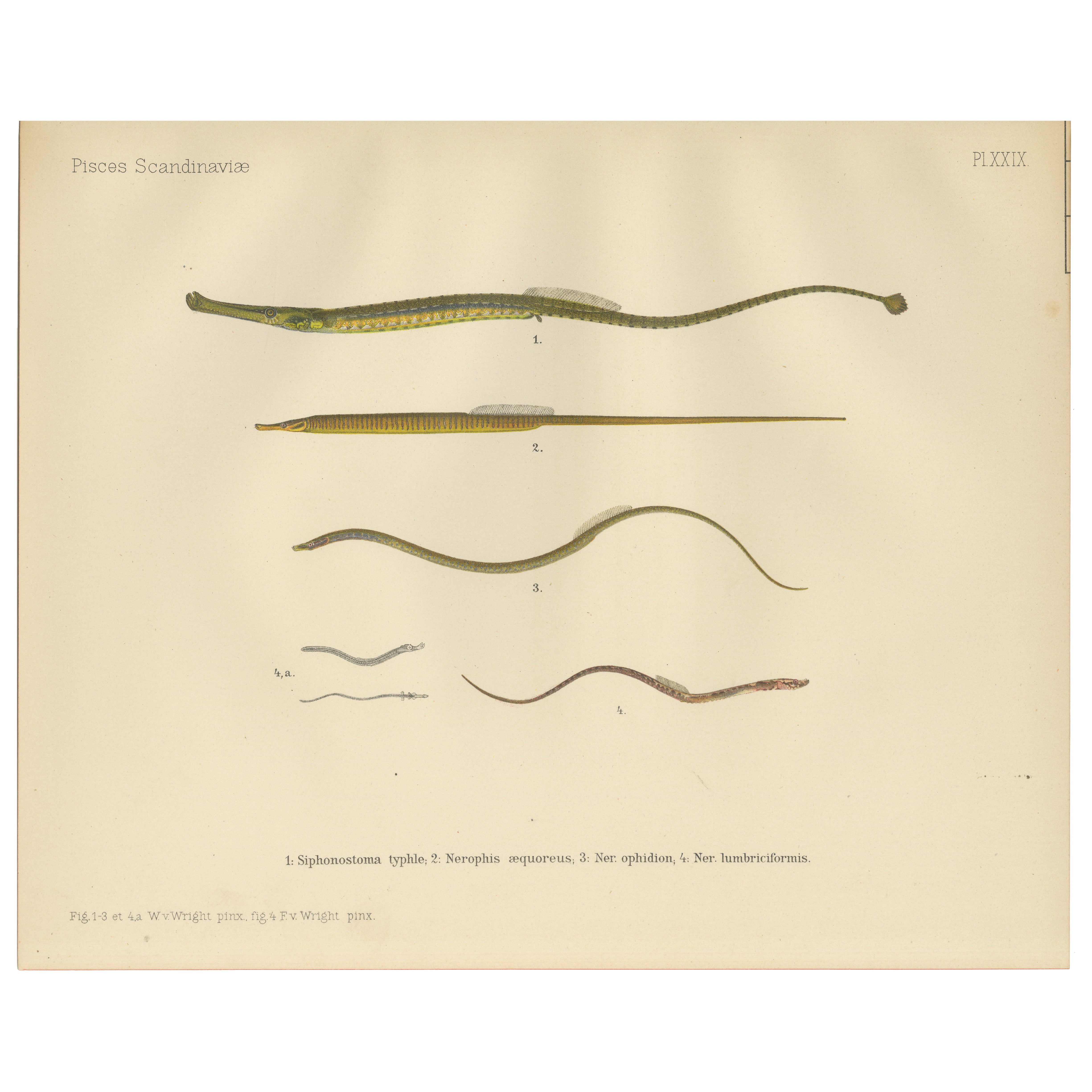 Pfeifenfisch und Wurm-Pfeifenfisch - Anmutiger und schlanker skandinavischer Fisch Lithographie