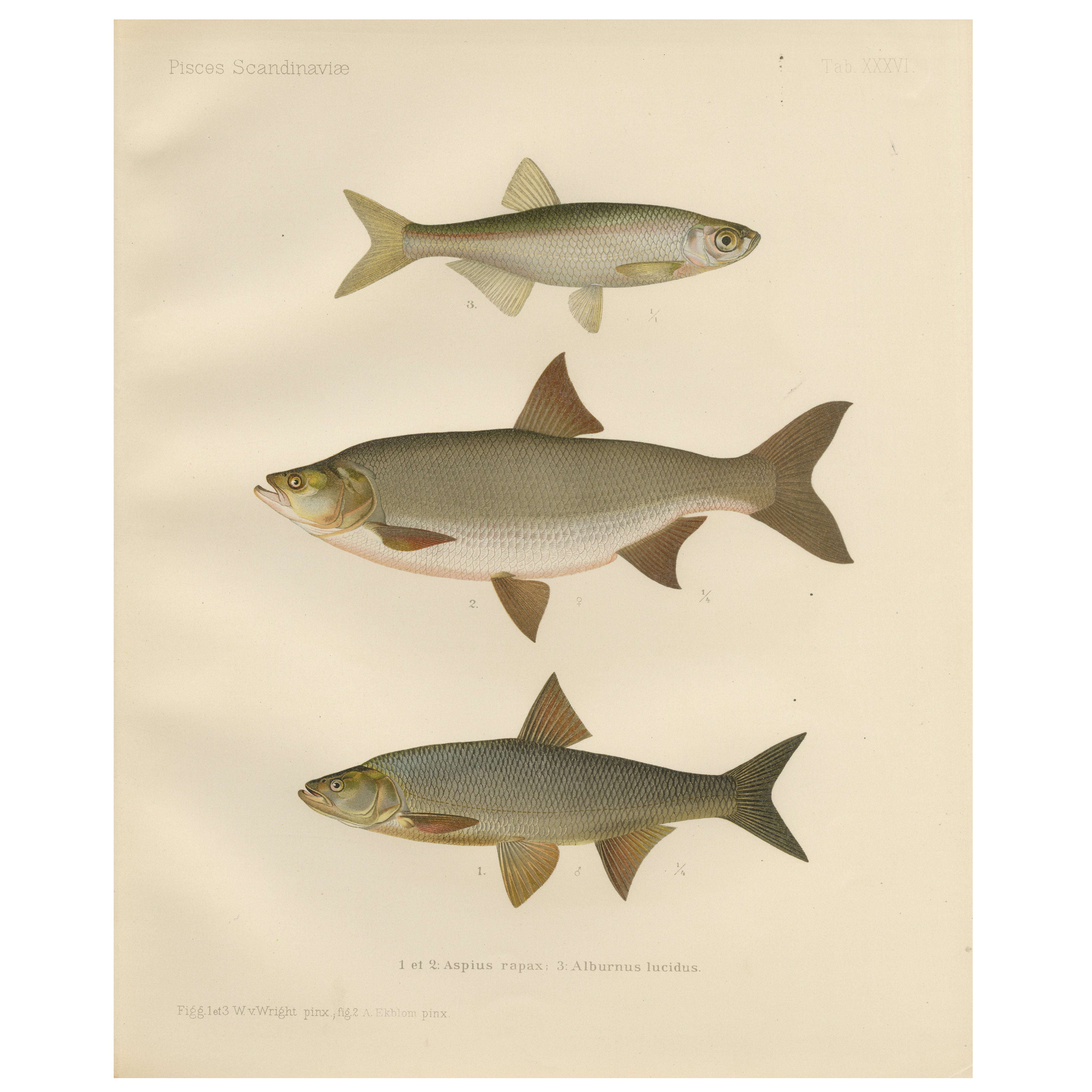 Scandinavian Asp and Bleak - Exquisite 19th-Century Lithograph For Sale