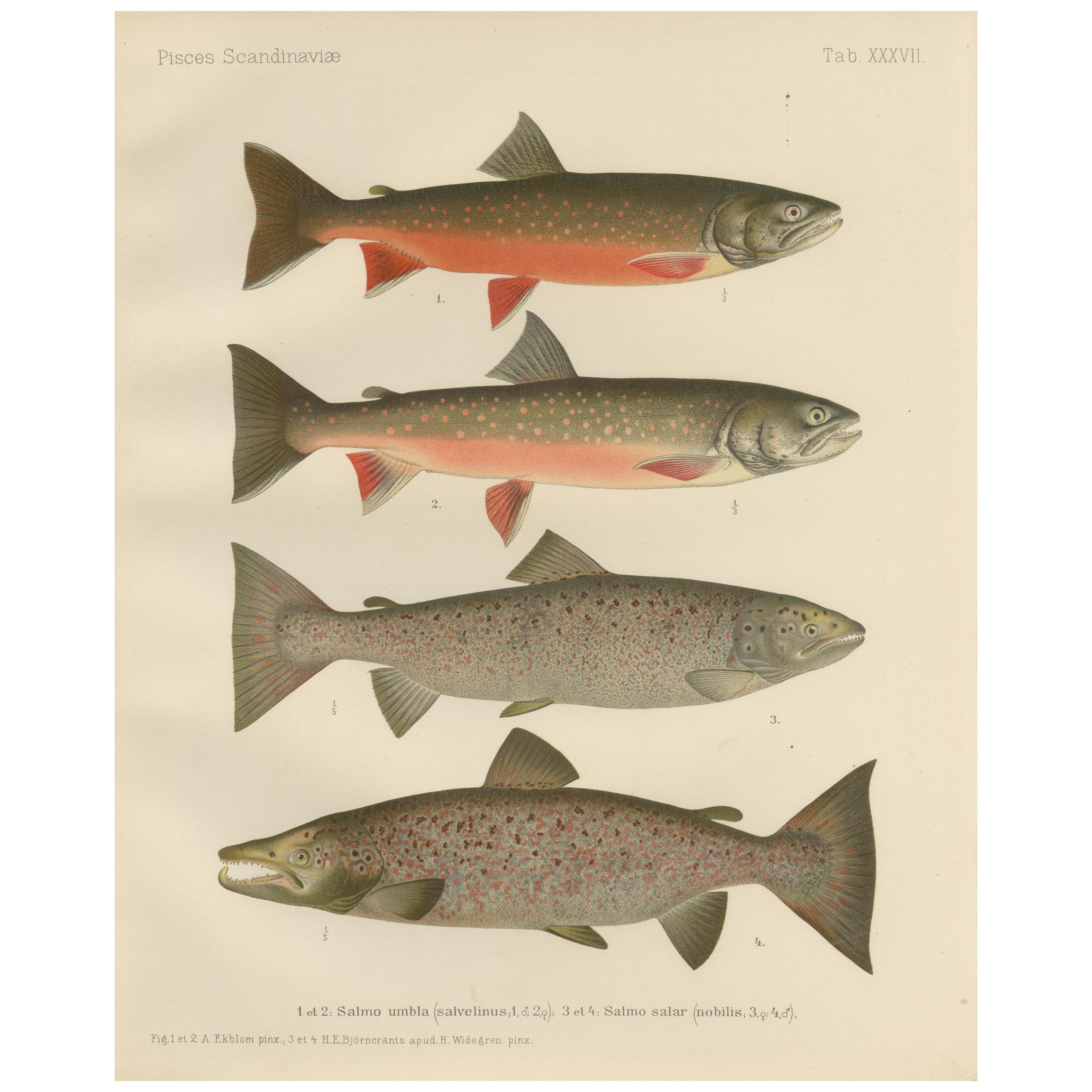 Skandinavisches Lachs- und Char: exquisiter handkolorierter Druck, 1895
