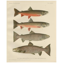 Scandinavian Salmon and Char: Exquisite Hand-Colored Print, 1895