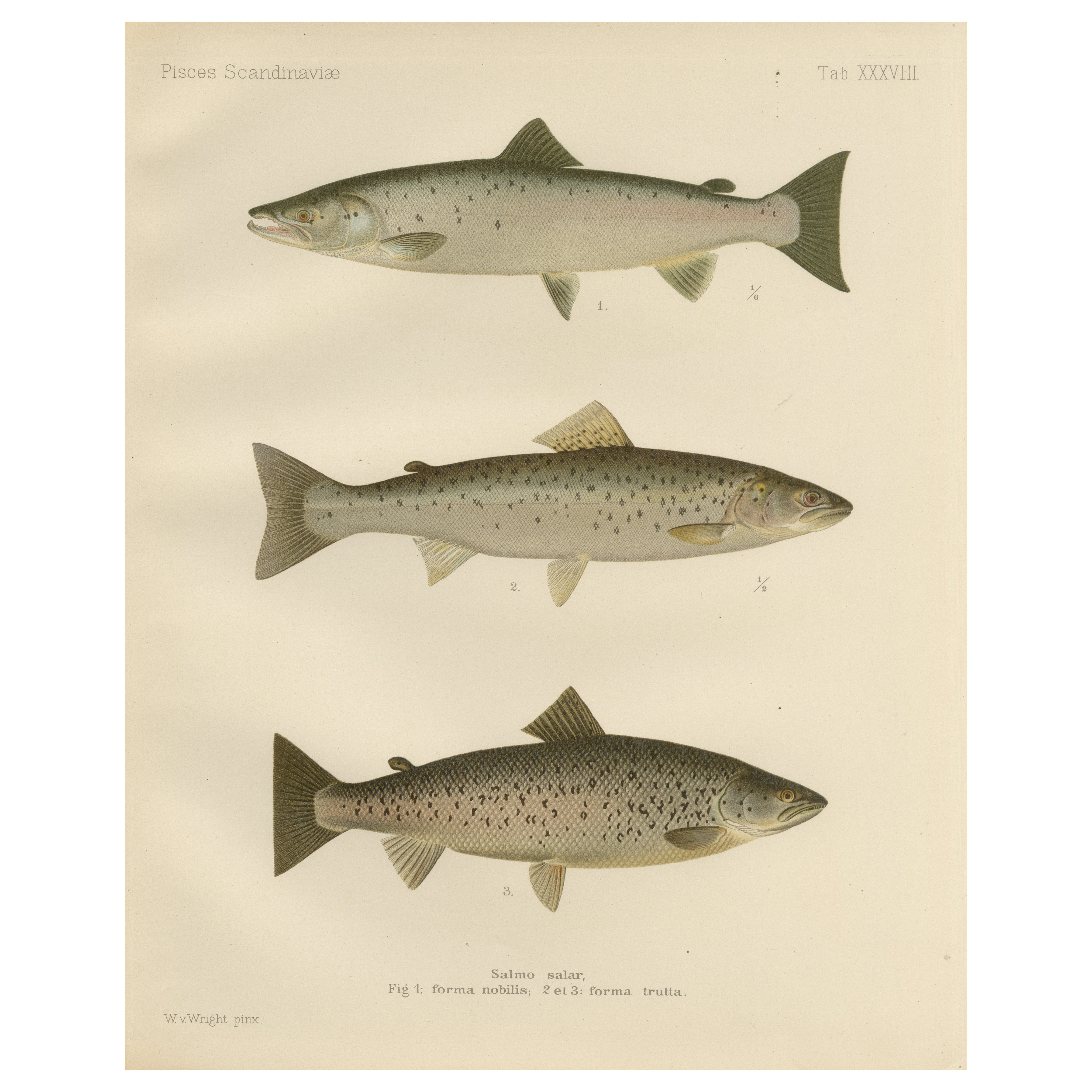 Scandinavian Atlantic Salmon Forms: Exquisite 19th Century Hand-Colored Print