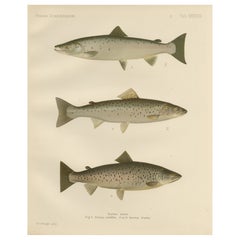 Scandinavian Atlantic Salmon Forms: Exquisite 19th Century Hand-Colored Print