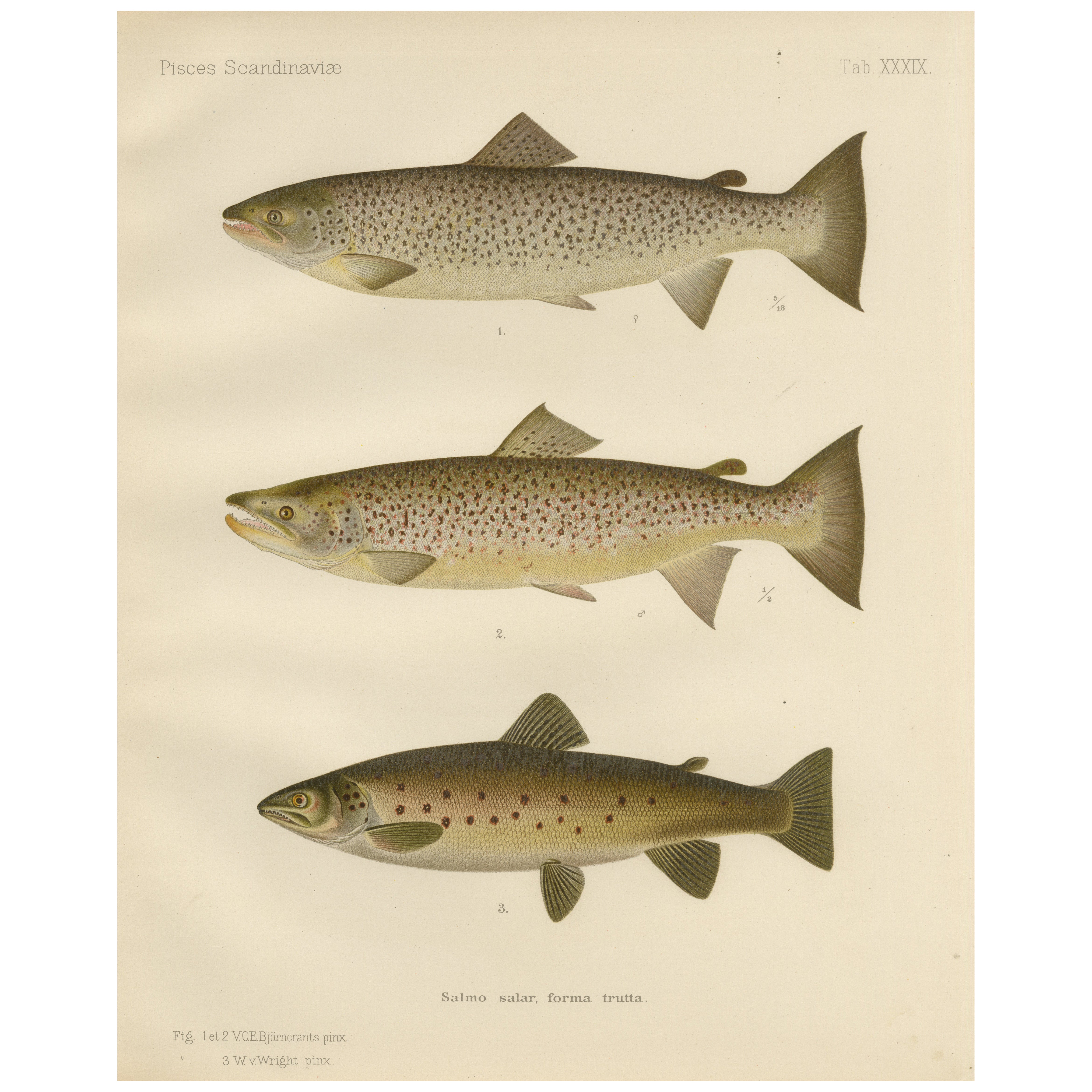 Scandinavian Brown Trout Forms: Exquisite Hand-Colored Lithograph, 1895