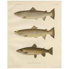 Scandinavian Brown Trout Forms: Exquisite Hand-Colored Lithograph, 1895