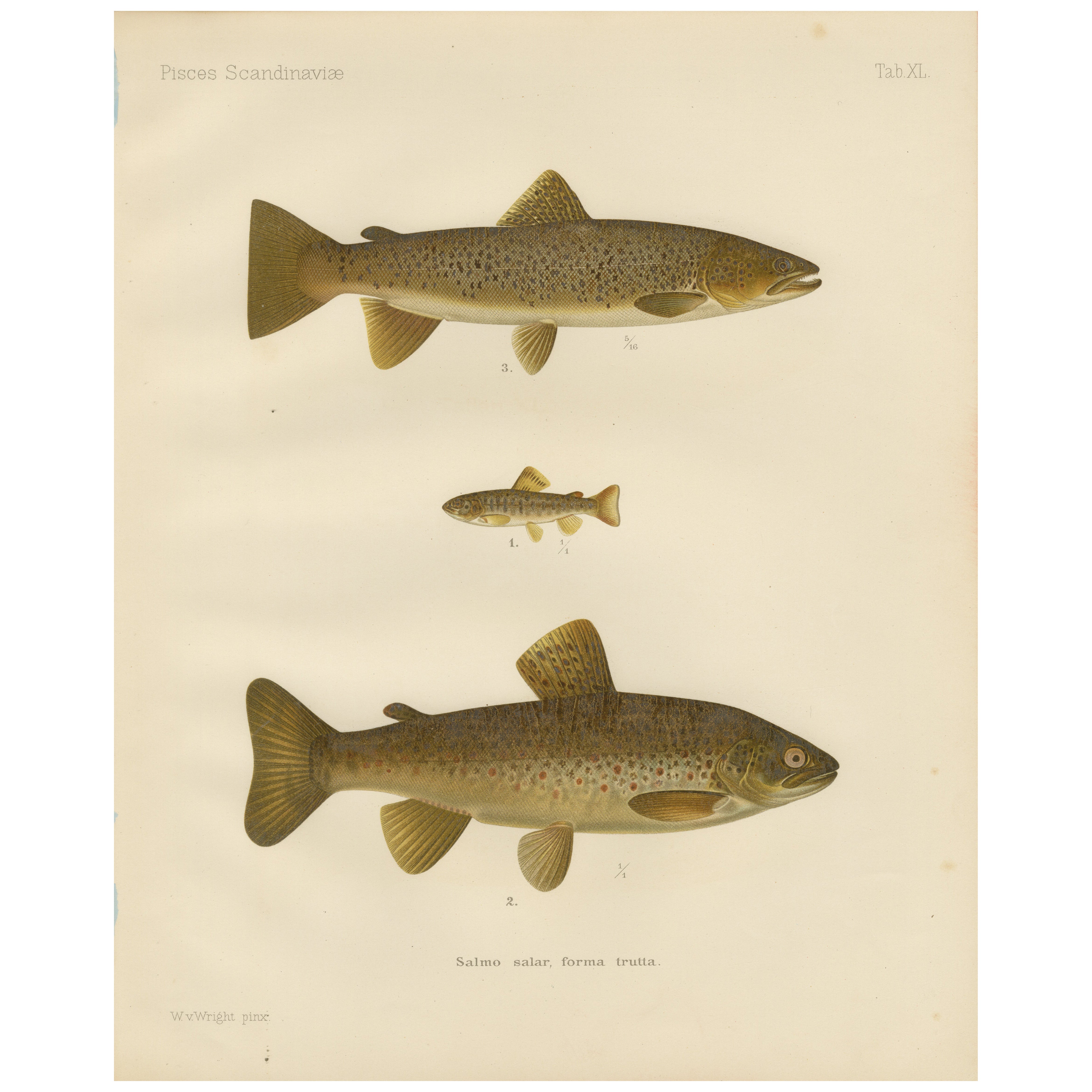 Brown Trout Diversity in Scandinavian Waters: Exquisite Lithograph, 1895