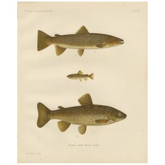 Diversidad de la Trucha Marrón en Aguas Escandinavas: Litografía exquisita, 1895