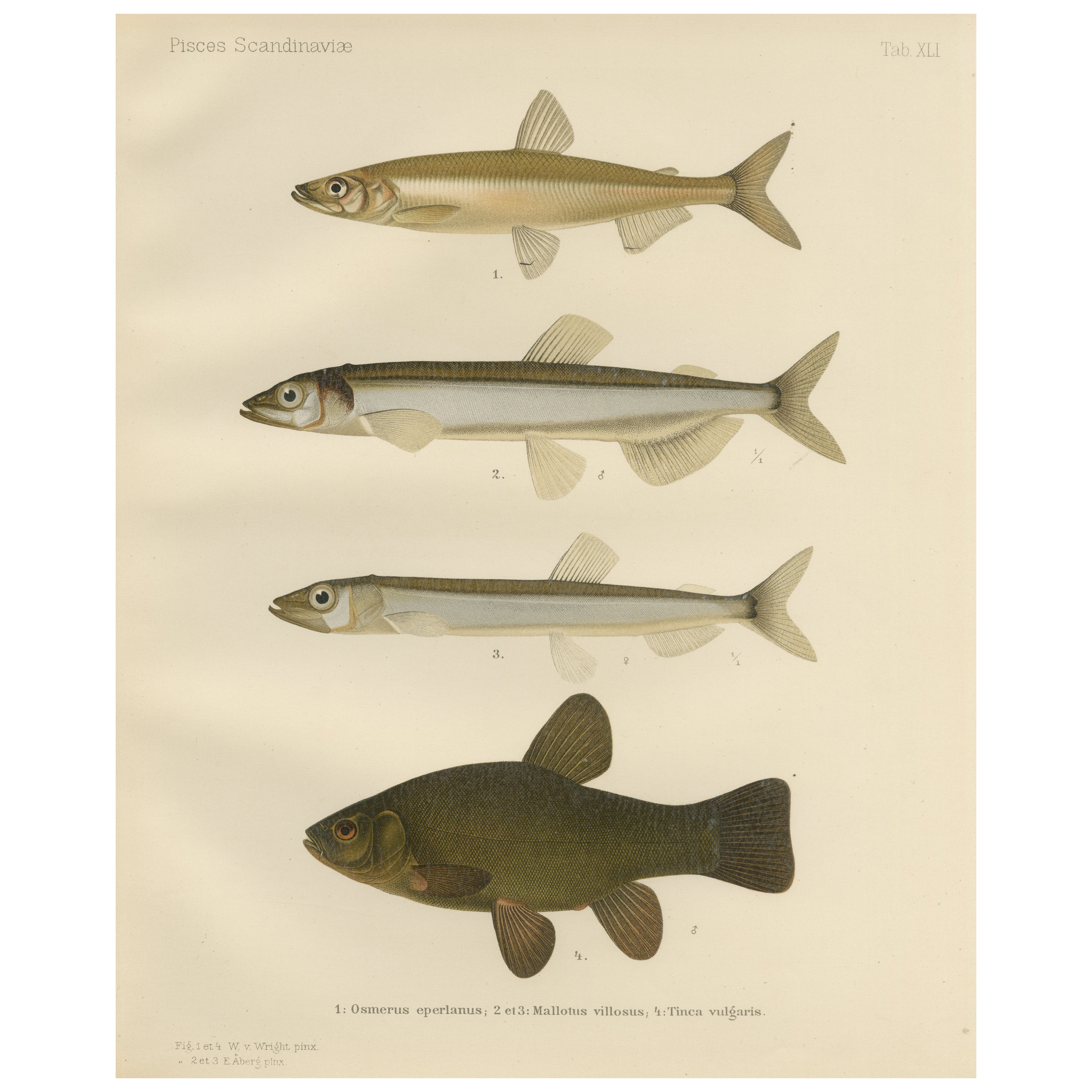 Skandinavische Fischexemplare: Smelt, Capelin und Tench in feiner Lithographie, 1895