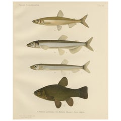 Scandinavian Fish Species: Smelt, Capelin and Tench in Fine Lithograph, 1895