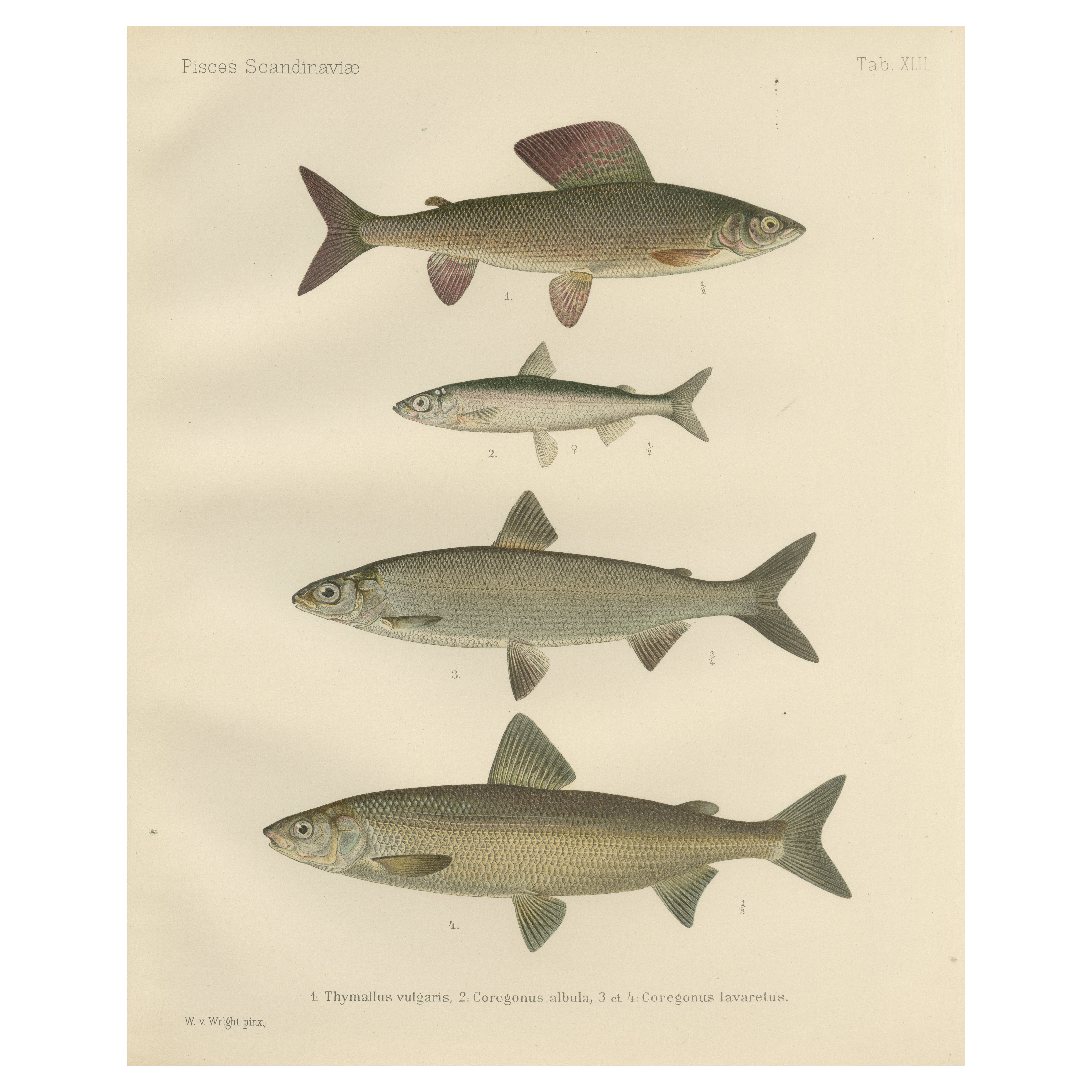 Skandinavische Fische Fische: Grauling und Weißfisch in exquisiter lithografischer Detailgenauigkeit