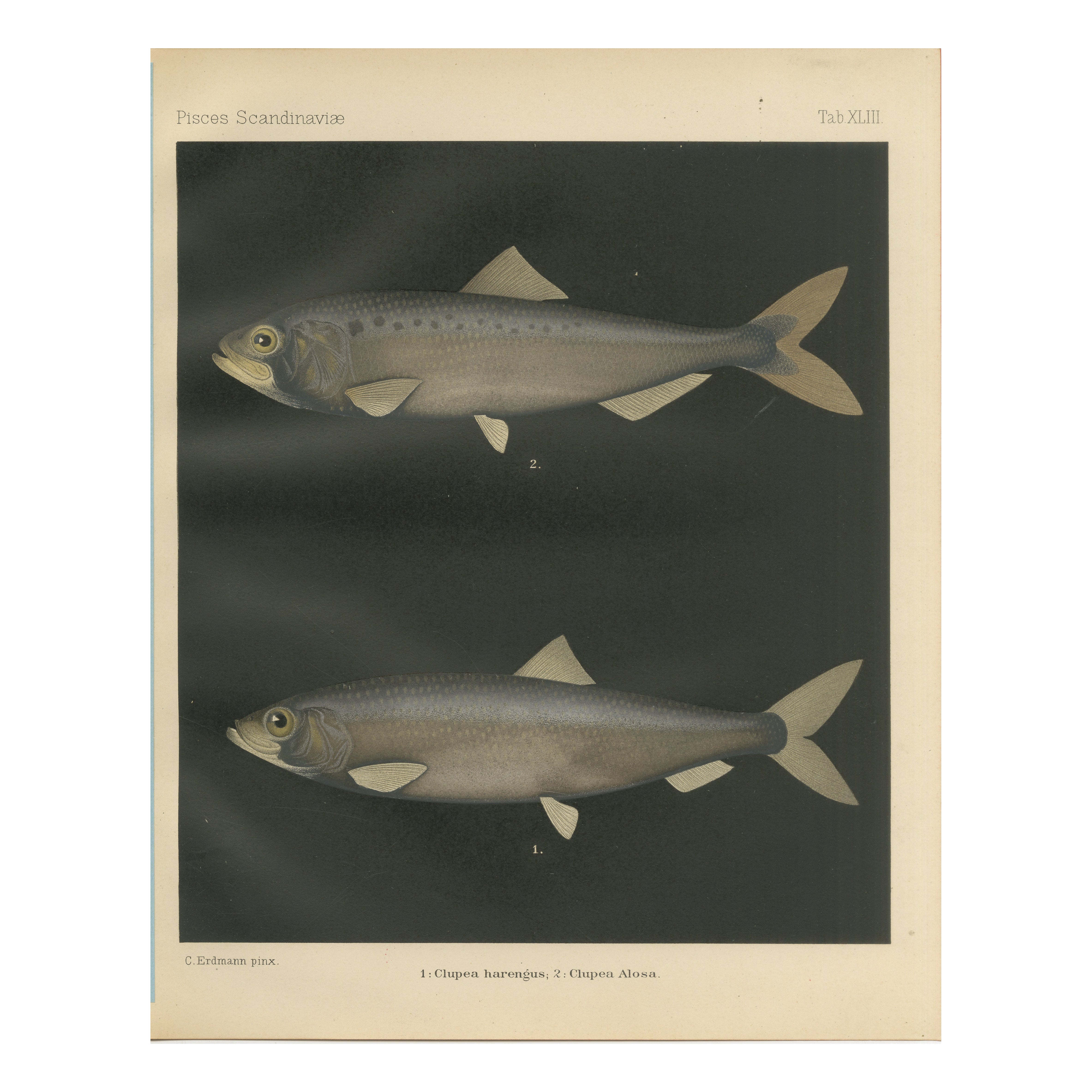 Scandinavian Herring and Shad: Exquisite Lithograph from Pisces Scandinaviae