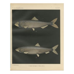 Arenque y Sábalo Escandinavos: Exquisita litografía de Pisces Scandinaviae
