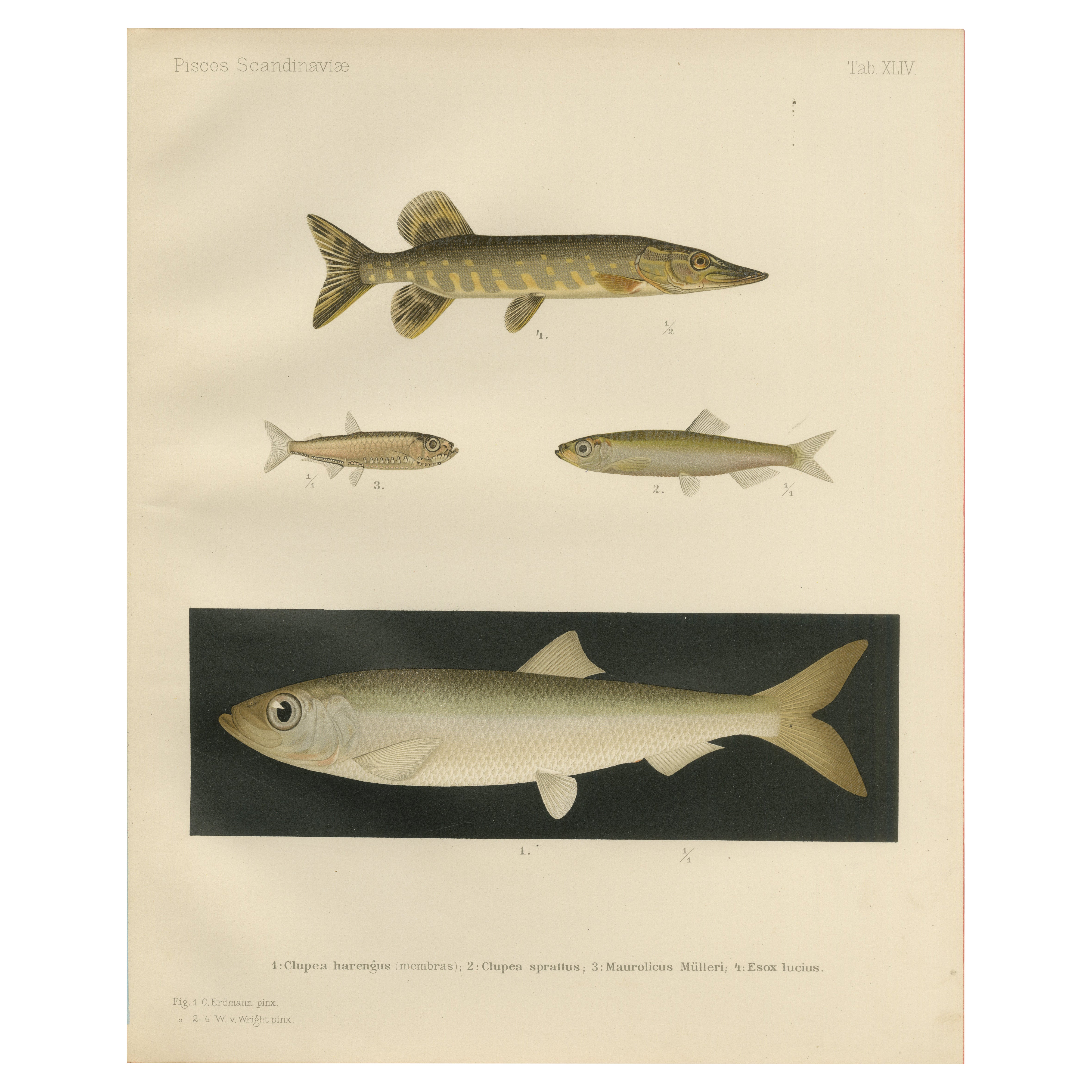 Litografía de peces escandinavos: Arenque, Espadín, Perla de Müller y Lucio, 1895
