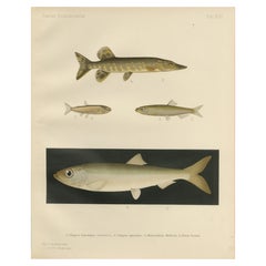 Scandinavian Fish Lithograph: Herring, Sprat, Müller’s Pearlside and Pike, 1895