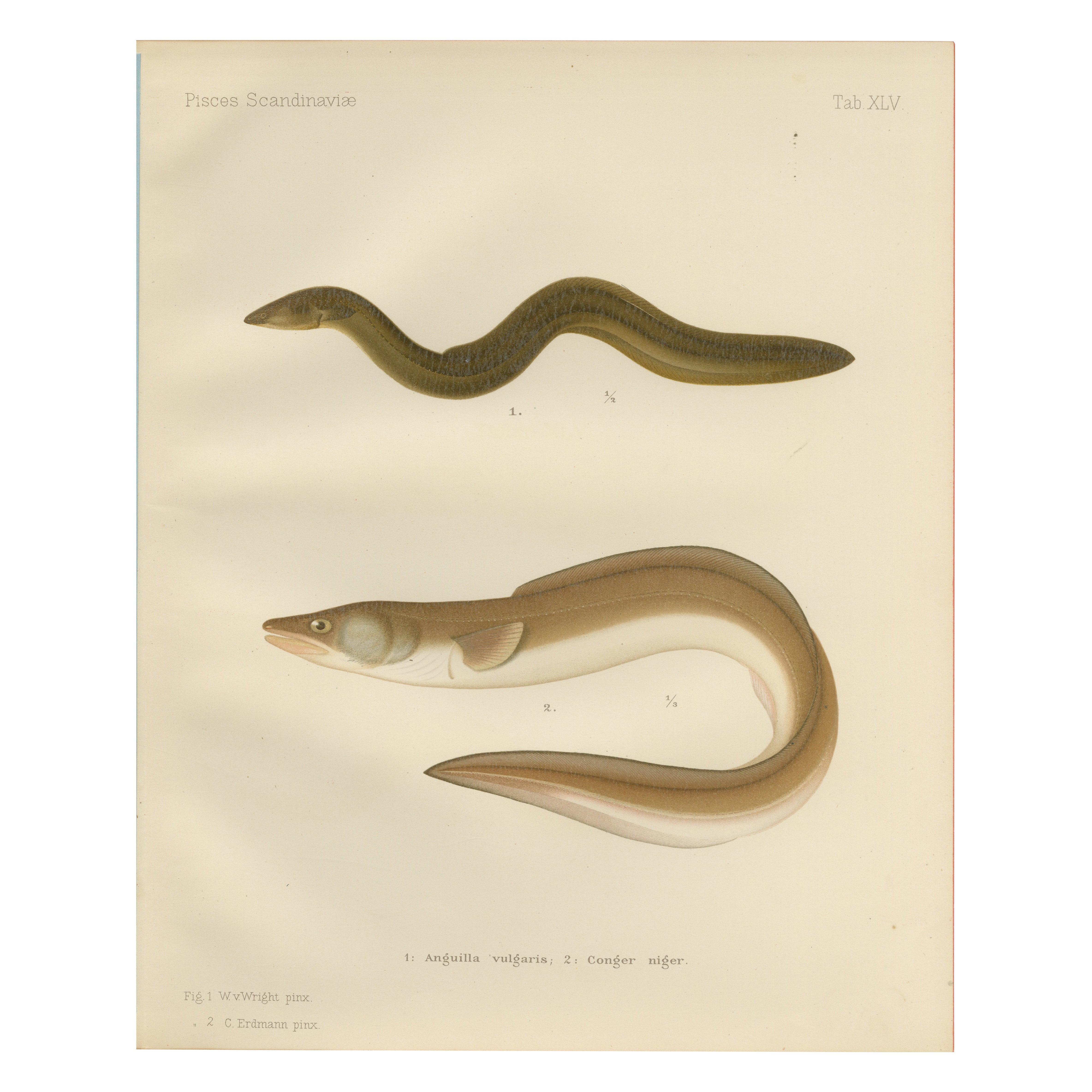 Scandinavian Eels Lithograph: European Eel and Black Conger from 19th Century
