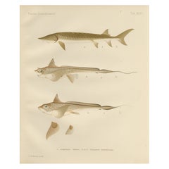 Litografia con storione scandinavo e chimera dalla serie Pisces Scandinaviae