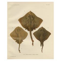 Rare Lithograph of Thornback and Starry Rays from Pisces Scandinaviae, 1895
