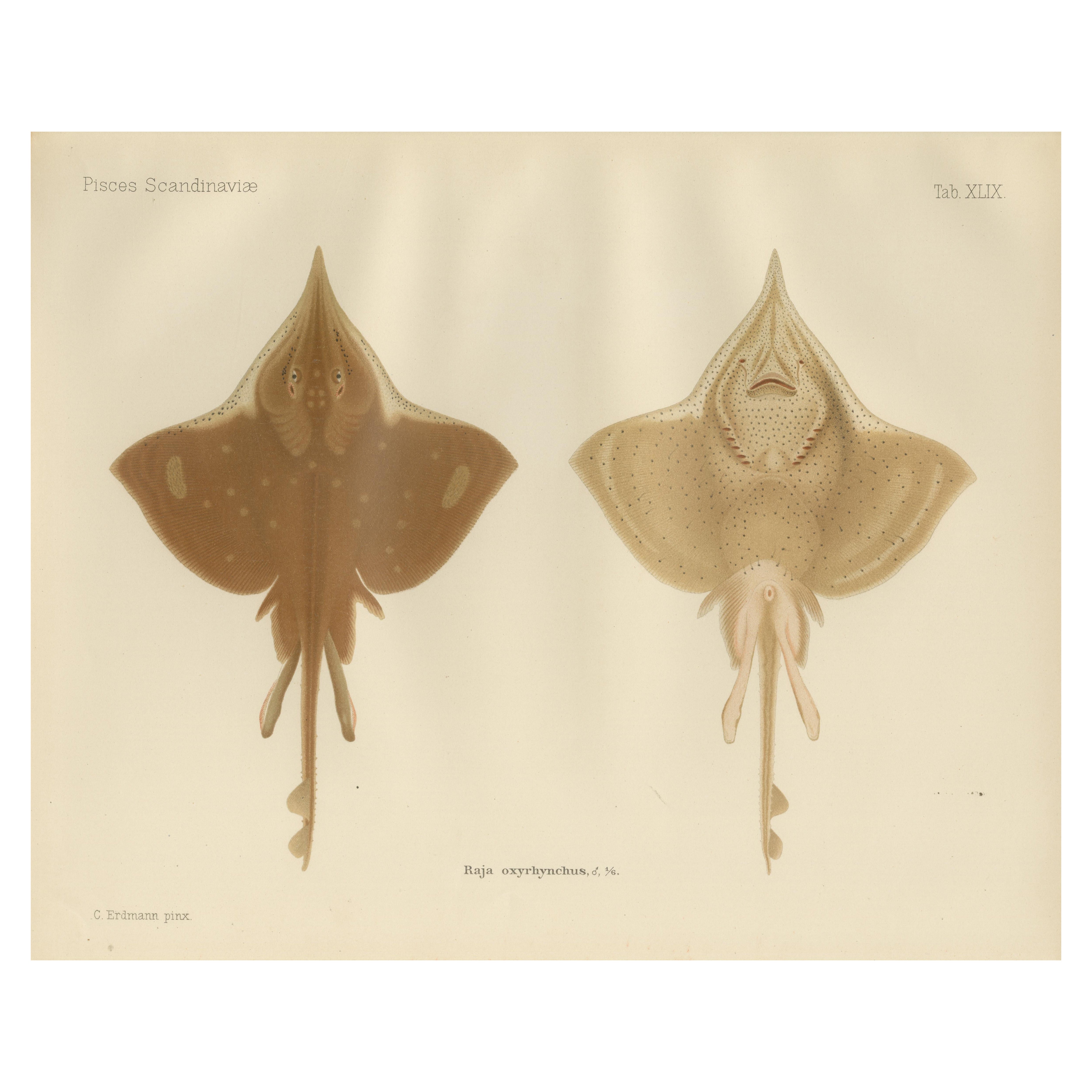Rara litografía de una raya espinosa de la colección Pisces Scandinaviae, 1895