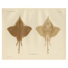 Rare Lithograph of Thorny Skate from Pisces Scandinaviae Collection, 1895