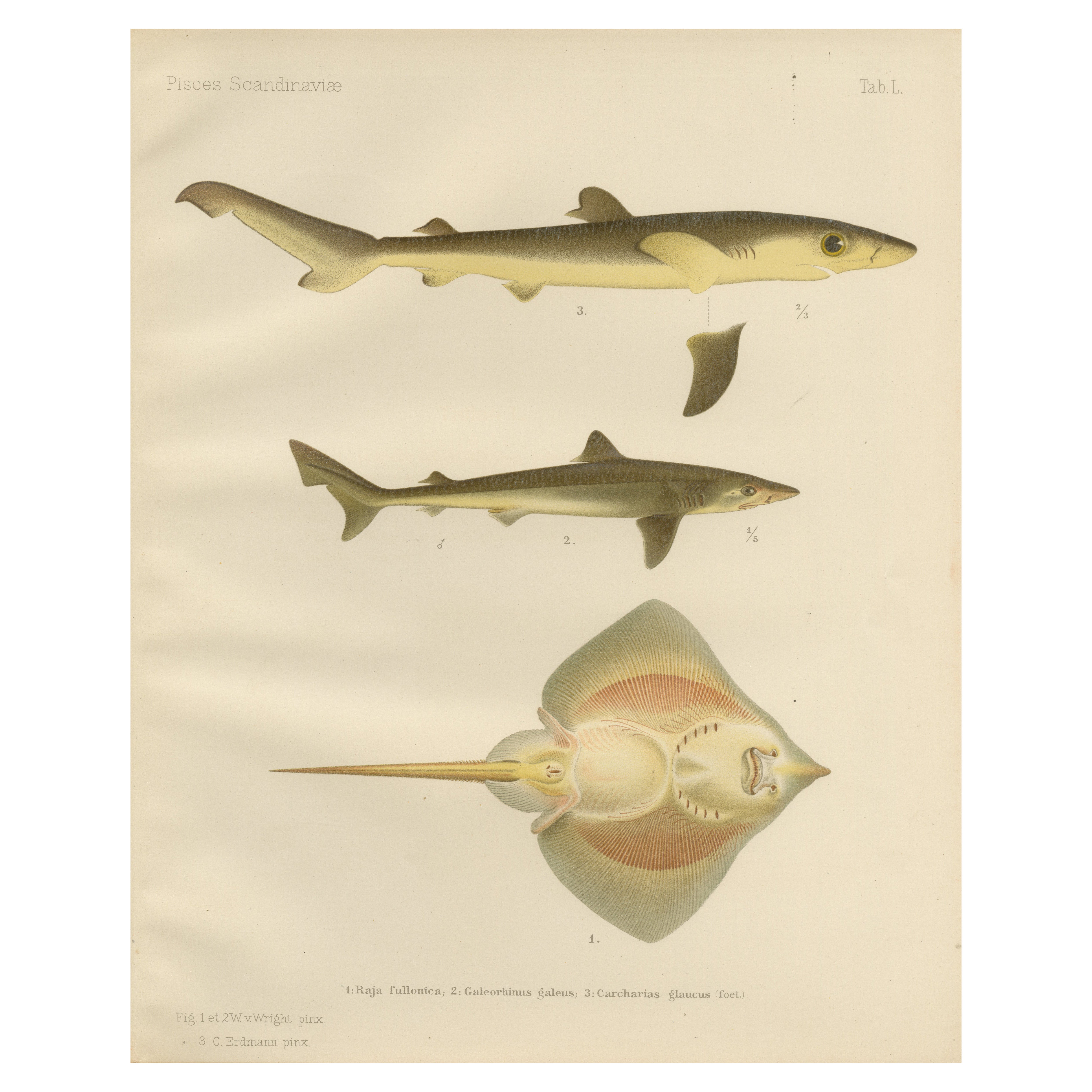 Seltene Lithographie von Haien und Skate aus der Kollektion Pisces Scandinaviae, 1895