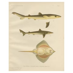 Rare Lithograph of Sharks and Skate from Pisces Scandinaviae Collection, 1895