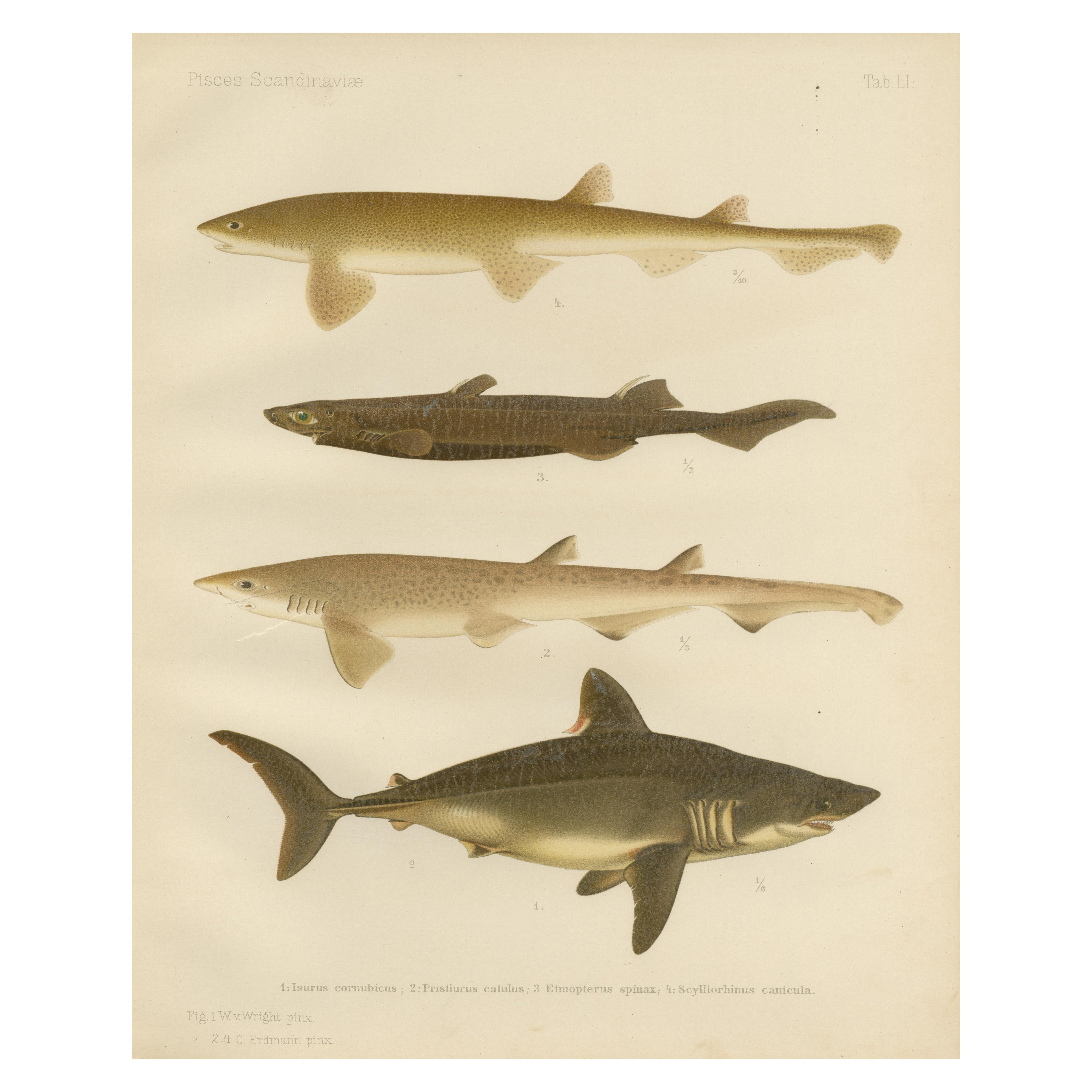 Magnífica litografía de tiburones escandinavos de Pisces Scandinaviae, 1895