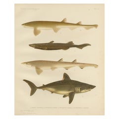 Magnificent Lithograph of Scandinavian Sharks from Pisces Scandinaviae, 1895