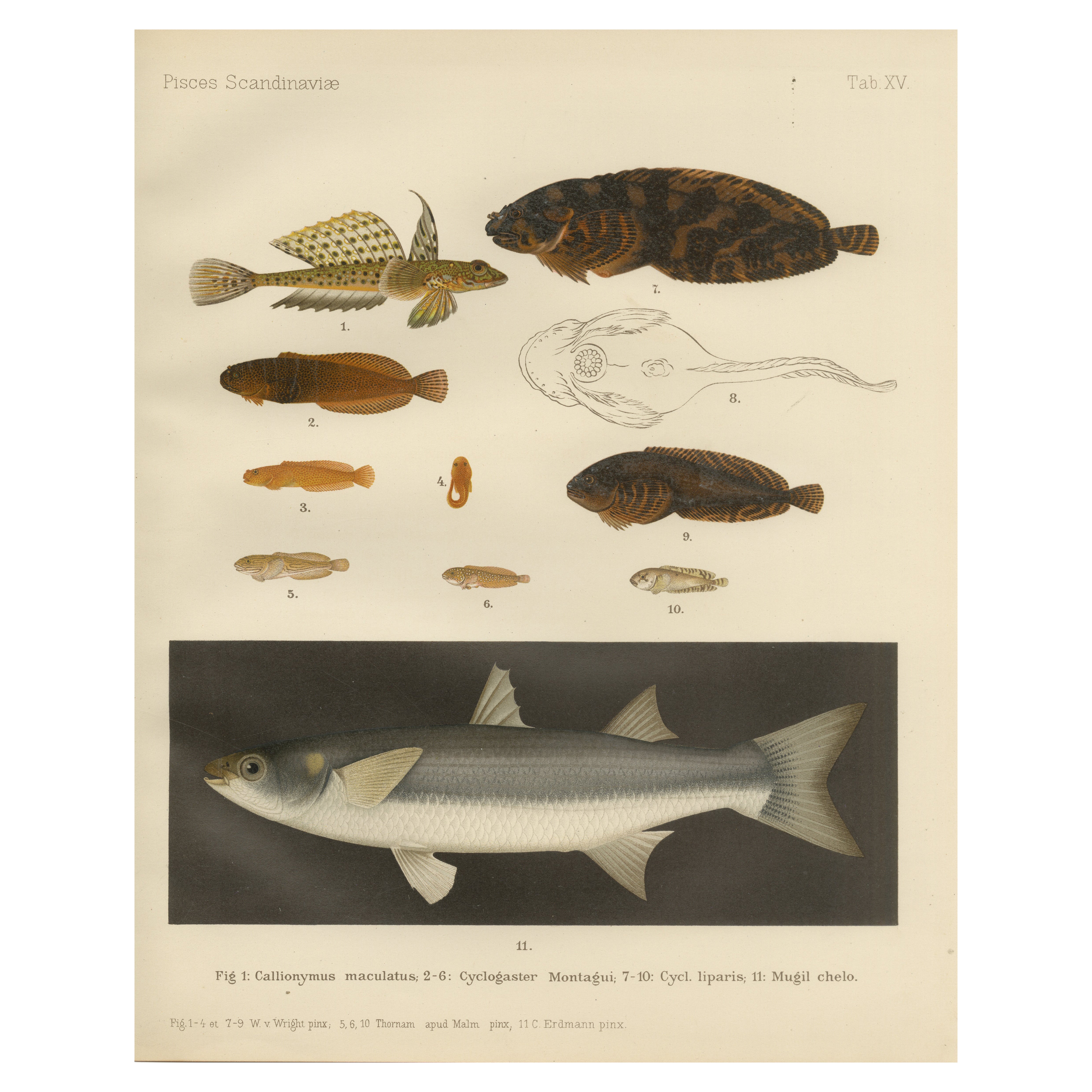 Dragoncillo moteado, chupete de Montagu, liparis, mújol gris de labios gruesos - Impresiones de peces en venta
