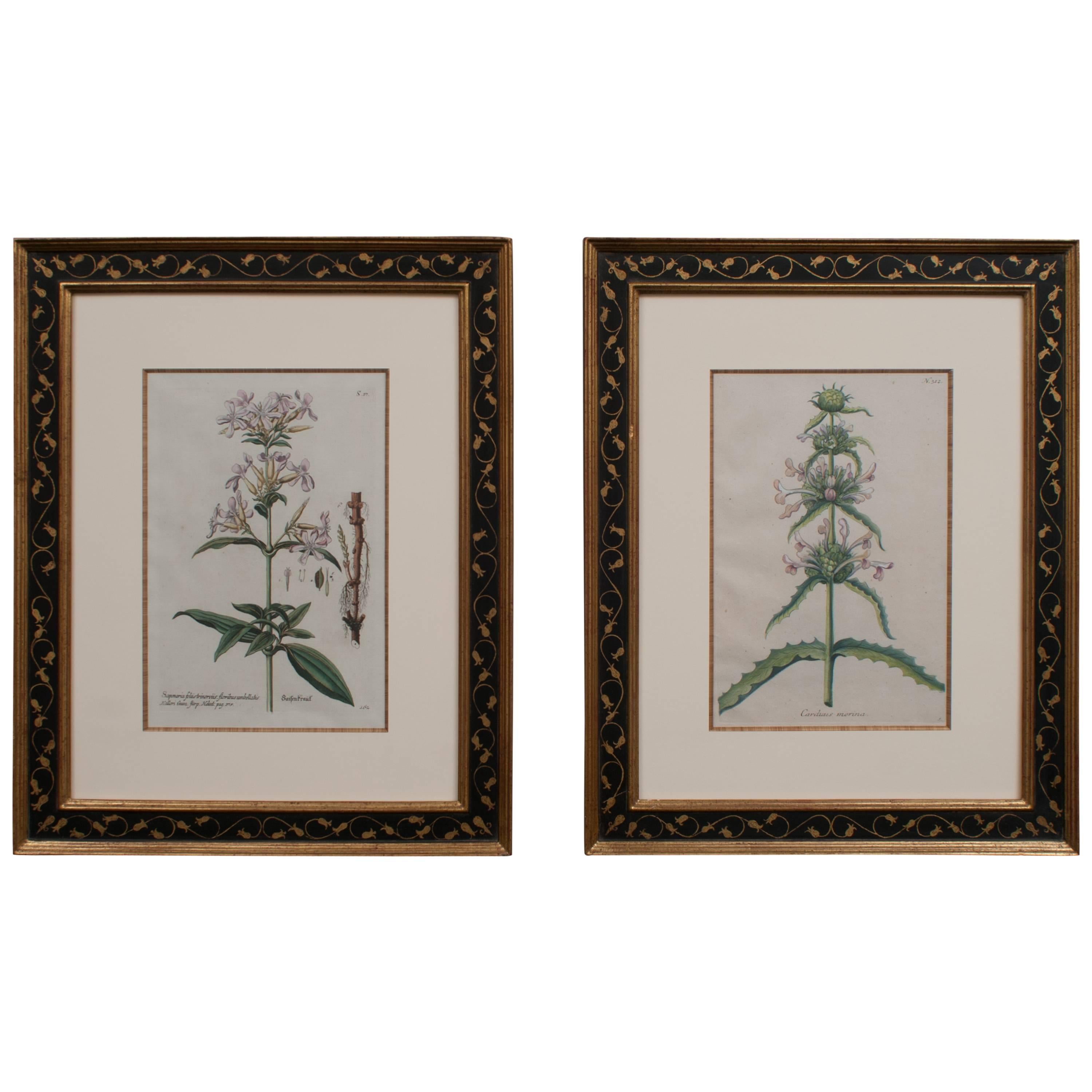 Pair of Hand-Colored Botanical Engravings of Lilies For Sale