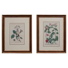 Assembled Pair of Hand Colored Botanical Engravings