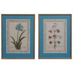 Pair of Botanical Engravings, Blue Matting
