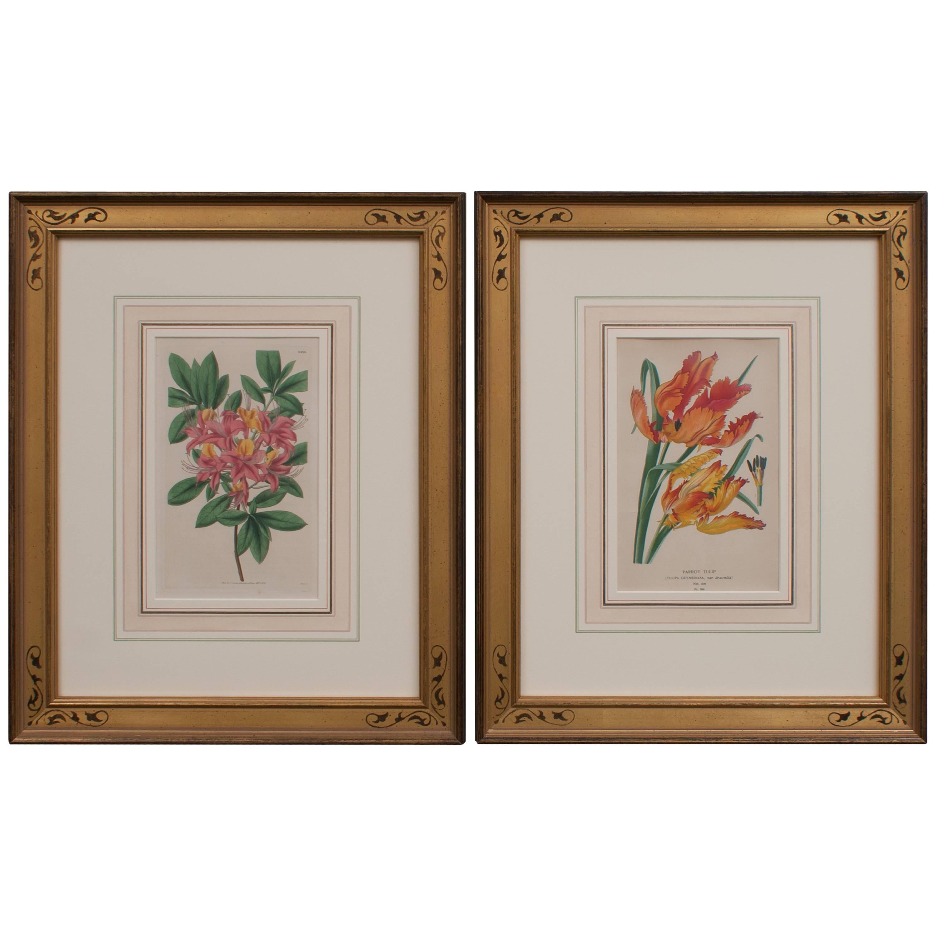 Pair of Hand-Colored Floral Engravings For Sale