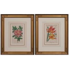 Pair of Hand-Colored Floral Engravings