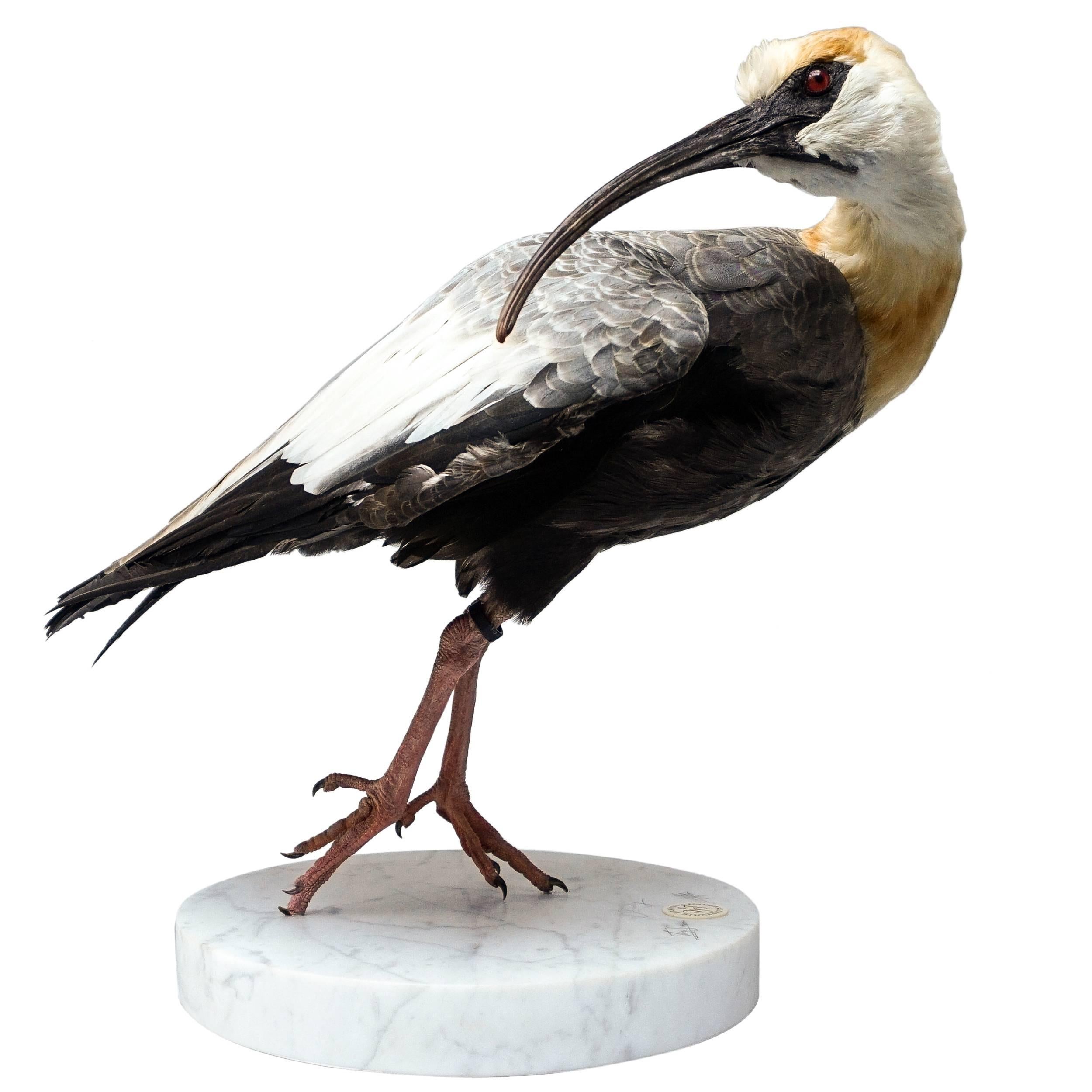 Fine Taxidermy Study 'Black-Faced Ibis' by Sinke & Van Tongeren