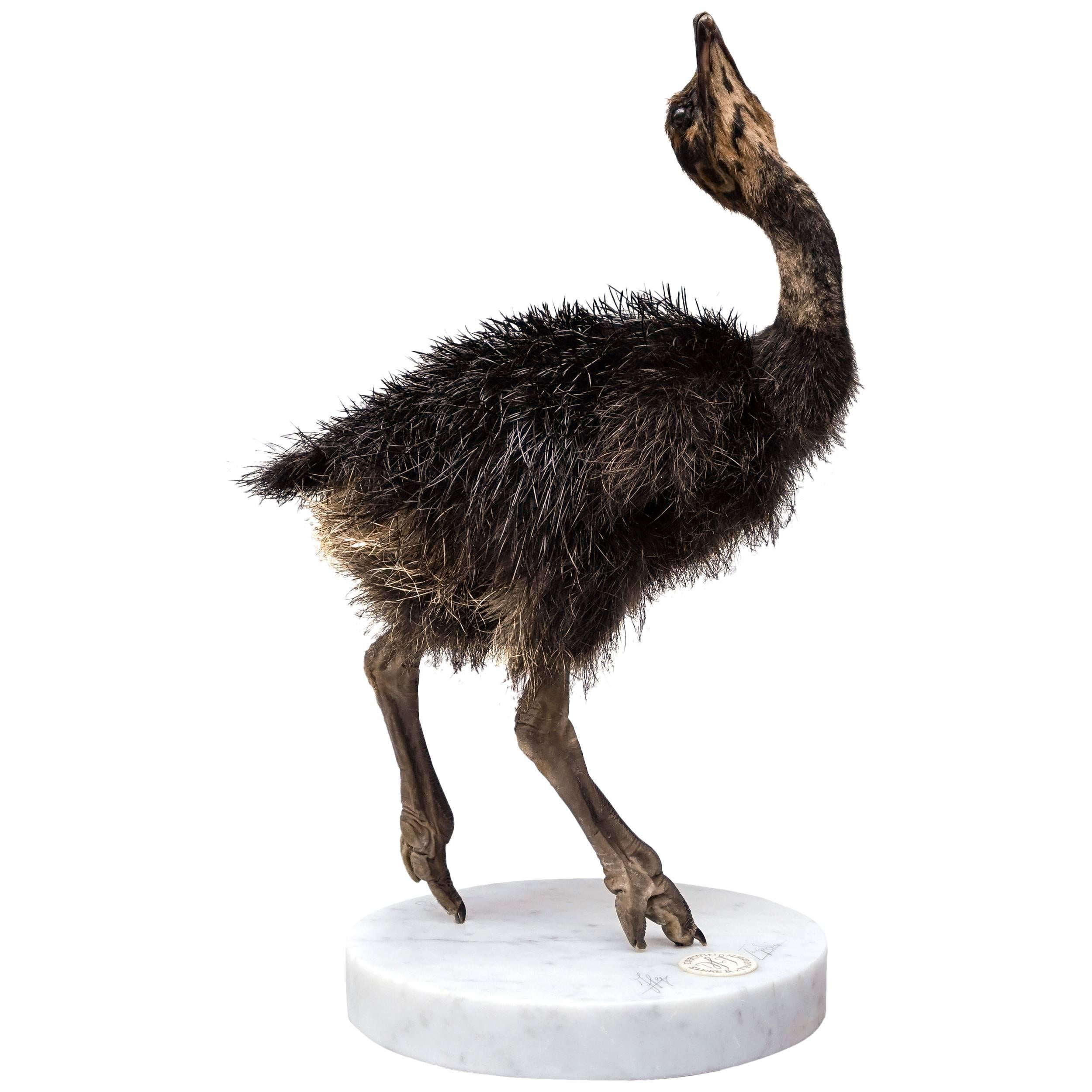 Fine Taxidermy Study 'Black Ostrich Juvenile' by Sinke & Van Tongeren