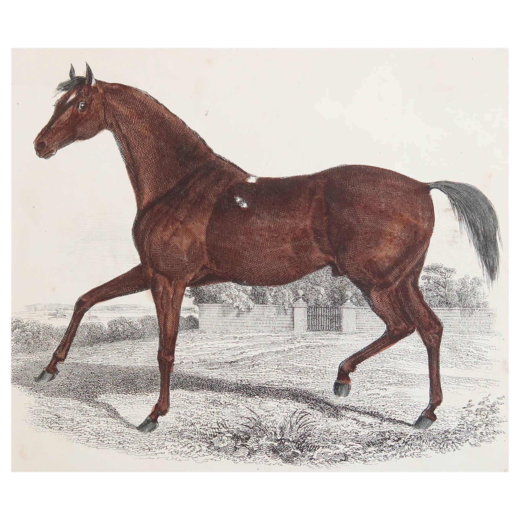 Stampa antica originale di un cavallo da corsa, 1847, senza cornice