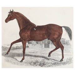 Original Antiker Druck eines Rennpferdes, 1847, ungerahmt