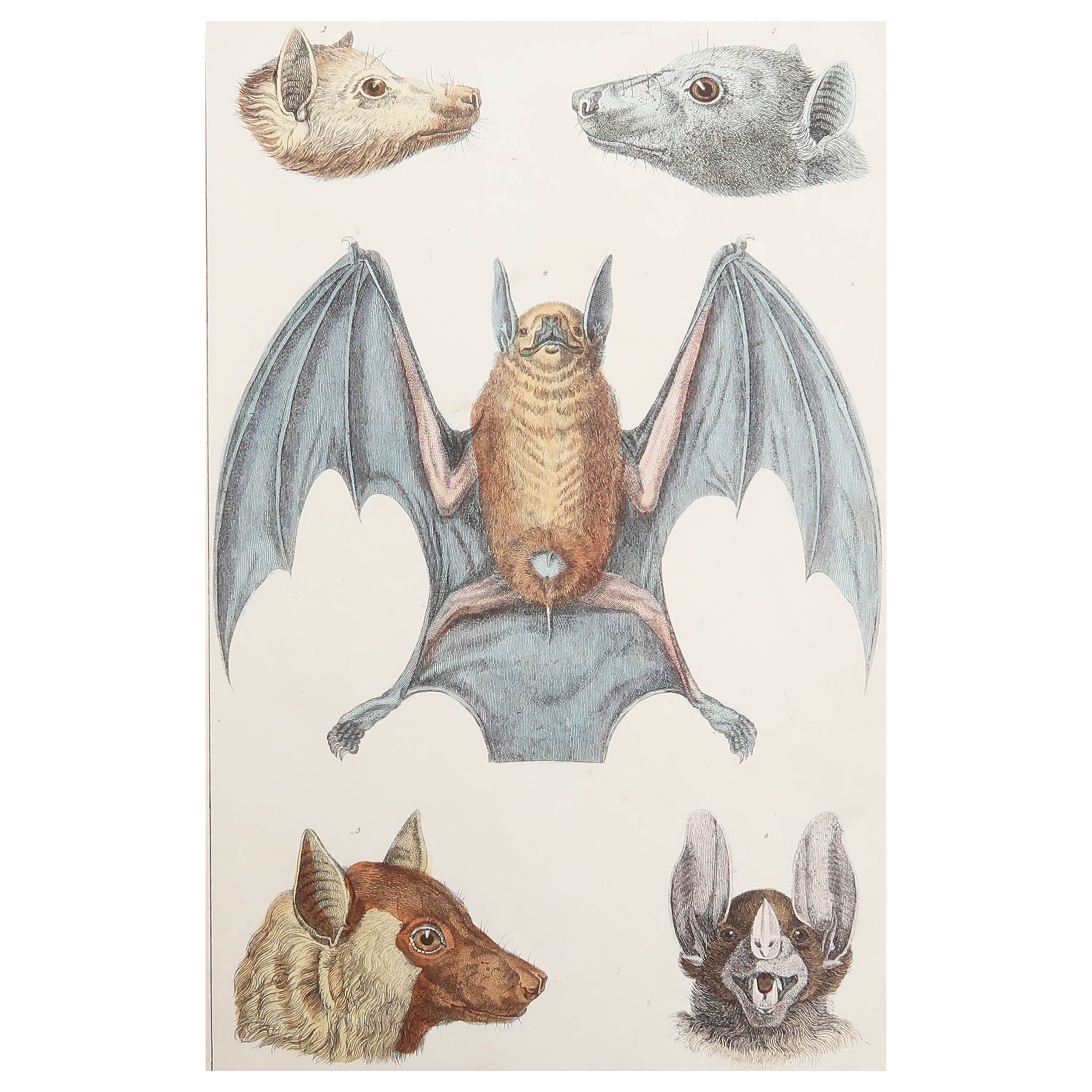 Original Antiker Druck einer Fledermaus, 1847, ungerahmt