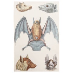 Original Antiker Druck einer Fledermaus, 1847, ungerahmt