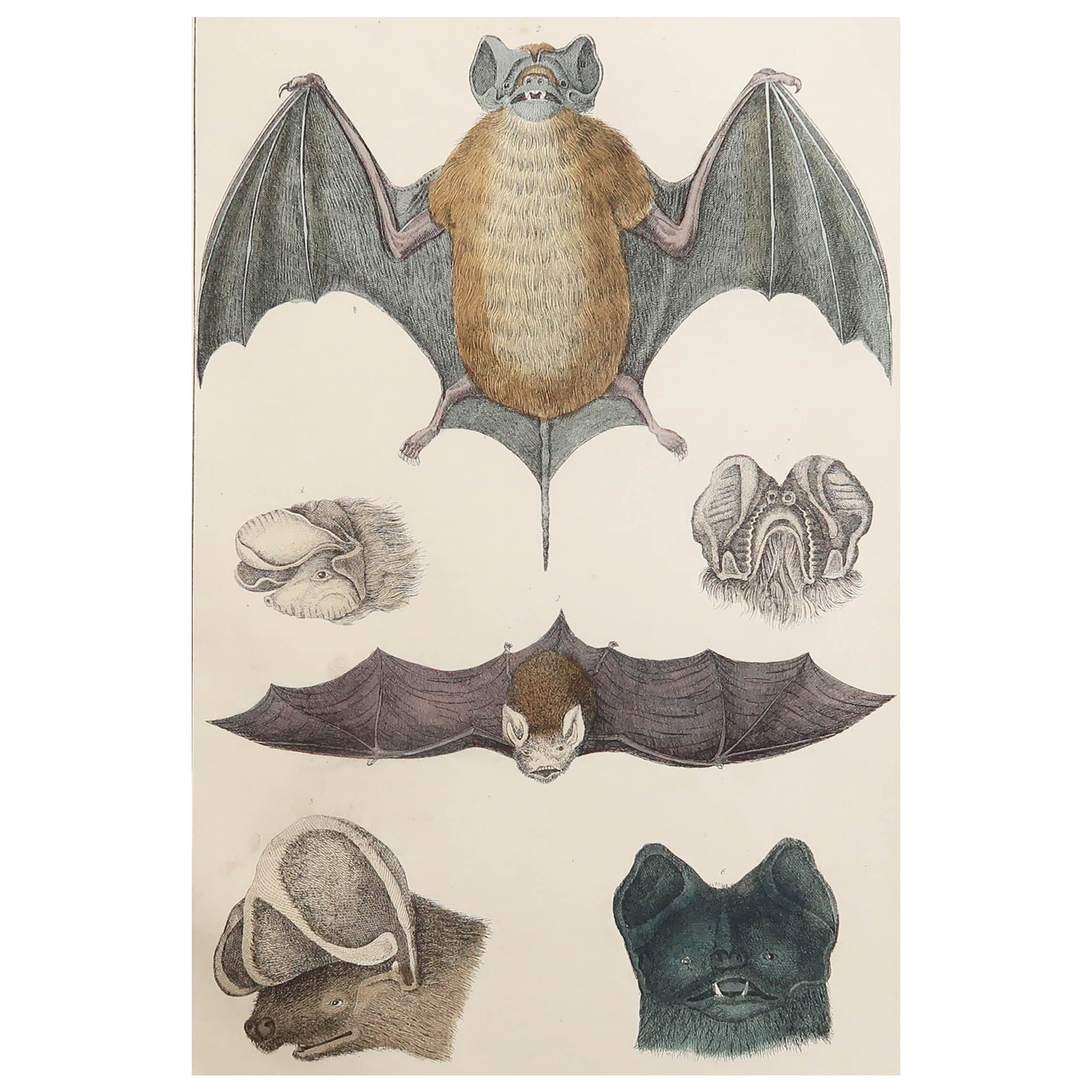 Original Antiker Originaldruck einer Fledermaus, 1847, ungerahmt