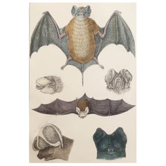 Original Antiker Originaldruck einer Fledermaus, 1847, ungerahmt