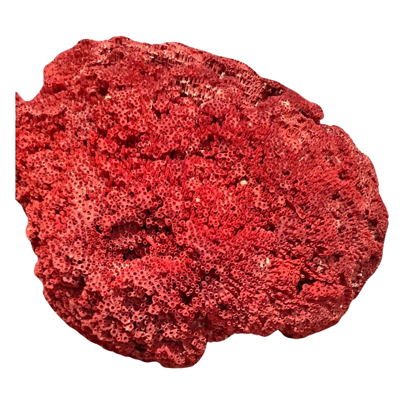 Esemplare naturale di corallo rosso a canne d'organo